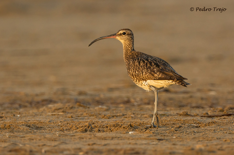 Zarapito trinador (Numenius phaeopus)